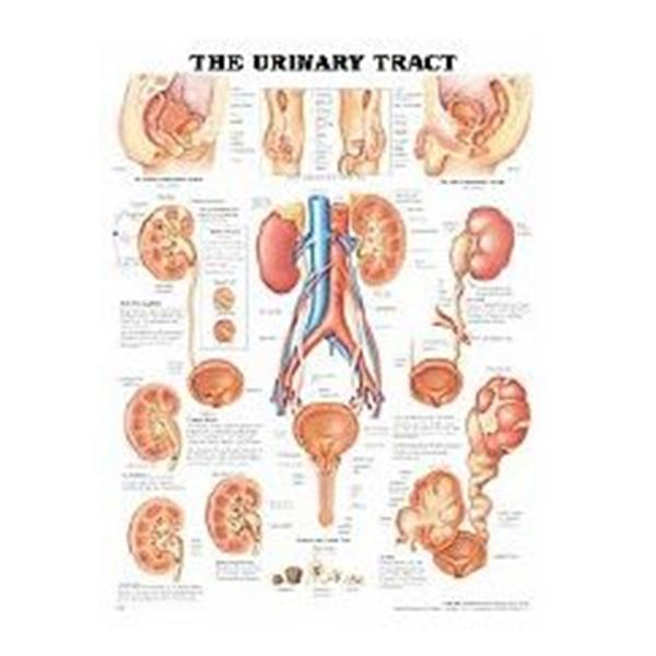 Wolters Kluwer Health  Chart Educational Urinary Tract 20x26" Ea