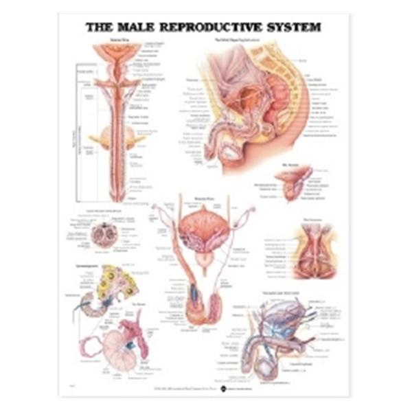 Wolters Kluwer Health  Chart Anatomical Male Reproductive System 20x26" Ea