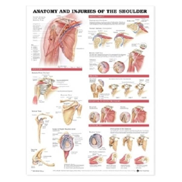 Wolters Kluwer Health  Chart Anatomical Anatomy & Injuries of the Shoulder 20x26" Ea (9781587798085)