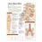 Wolters Kluwer Health  Chart Anatomical Understanding Low Back Pain 20x26" Ea (9780781782432)