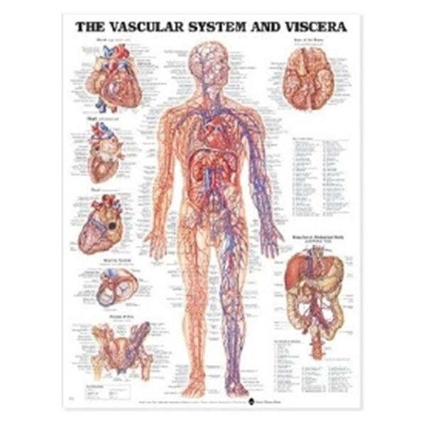 Wolters Kluwer Health  Chart Anatomical Vascular System and Viscera 19" x 26" Ea