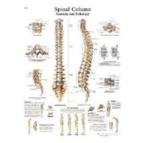 Fabrication Enterprises Chart Anatomical Spinal Column 20x25" Ea (12-4622L)