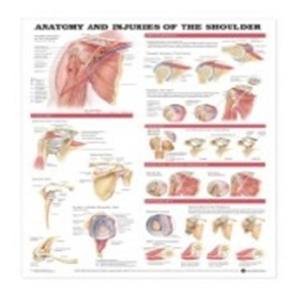 Wolters Kluwer Health  Chart Anatomical Anatomy & Injuries of the Shoulder 20x26" Ea (9781587798078)