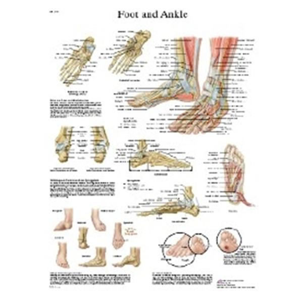 Fabrication Enterprises Chart Foot And Ankle 20x25" Ea