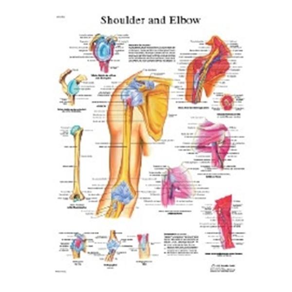 Fabrication Enterprises Chart Shoulder And Elbow 20x25" Ea