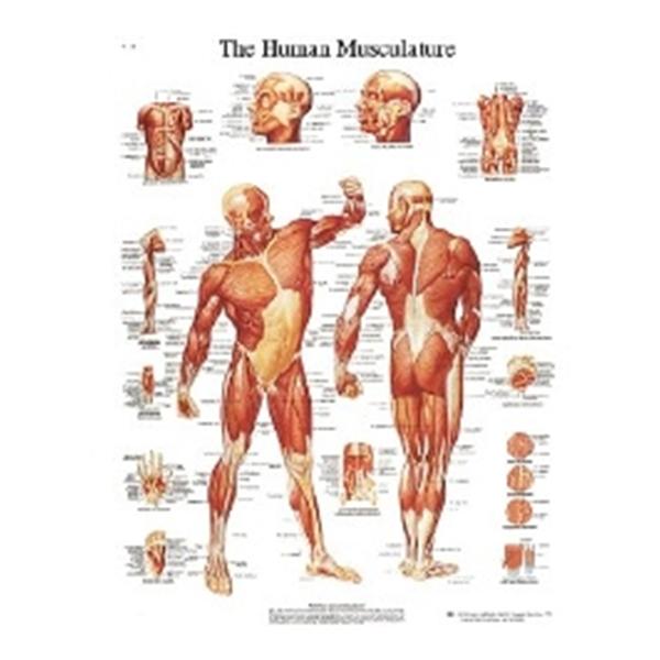 Fabrication Enterprises Chart Musculature 20x25" Ea