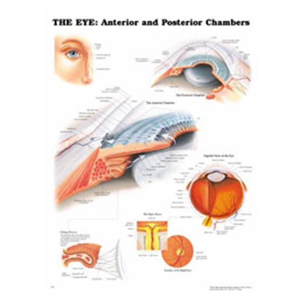 Wolters Kluwer Health  Chart Anatomical Eye Anterior Posterior Chambers 20x26" Ea