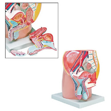 Nasco Male Pelvis Model (4-Part) - MODEL, MALE PELVIS, 4 PART - LA00248U