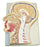 Nasco Sagittal Section of Head Model - MODEL, HEAD, SAGITTAL SECTION - SB52395U