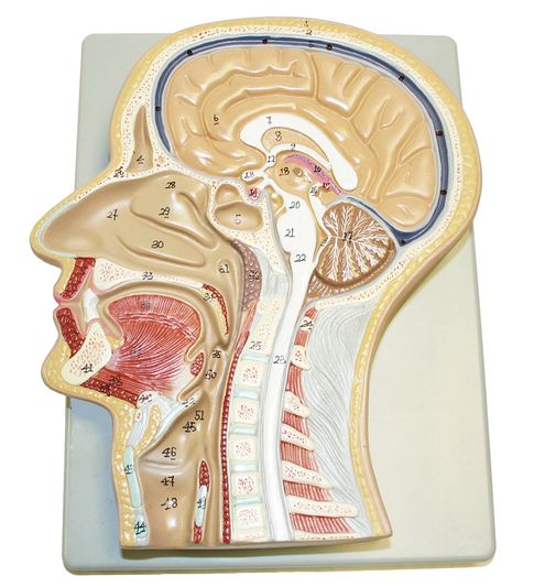 Nasco Sagittal Section of Head Model - MODEL, HEAD, SAGITTAL SECTION - SB52395U