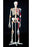 Nasco Superskeleton - SKELETON, HUMAN, ARTICULATING - SB14921U