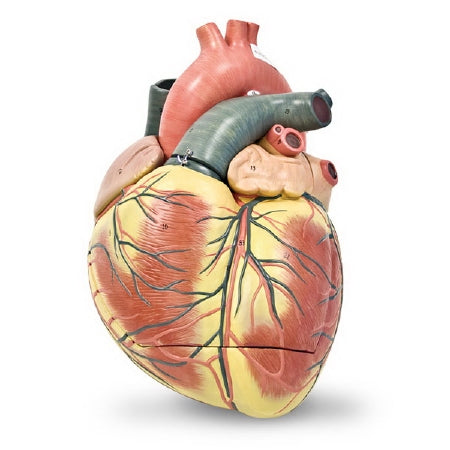 Nasco Jumbo Heart Model (3-Part) - HEART, GIANT, 3 PART - LA00108U