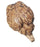 Nasco Sheep Brain with Cranial Nerve Roots - Sheep Brains with Cranial Nerve Roots - LS01152M