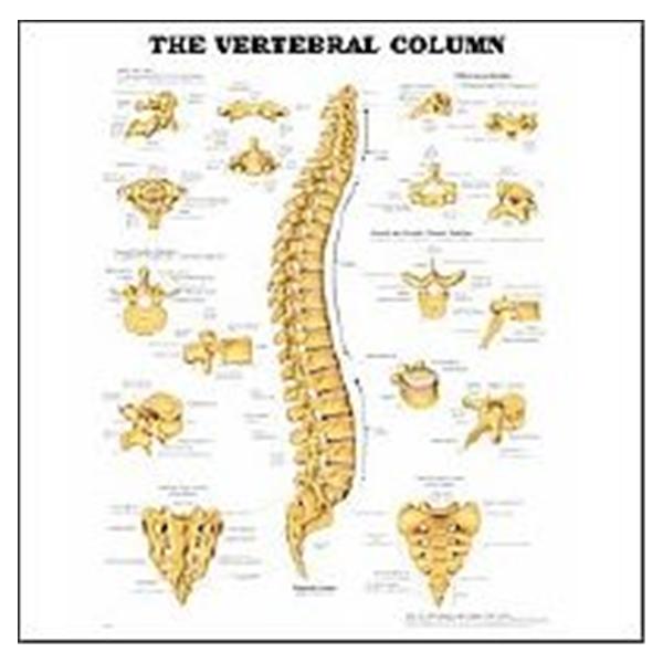 Wolters Kluwer Health  Chart Anatomical The Vertebral Column 20x26" EA (9781587796890)