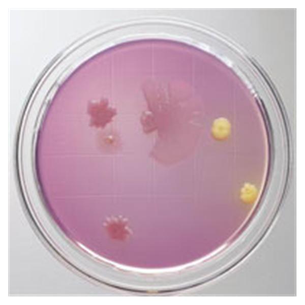 Healthlink Culture TSA: Trypticase Soy Agar Deep Fill Plate 10/Pk