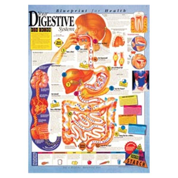 Wolters Kluwer Health  Chart Anatomical Blprnt Hlth Dgstv Sys 20x26" EA