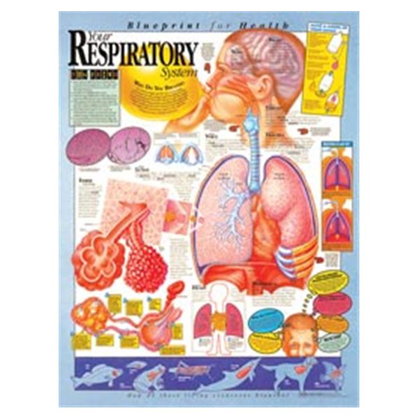 Wolters Kluwer Health  Chart Anatomical Blprnt Hlth Rsprtry Sys 20x26" EA