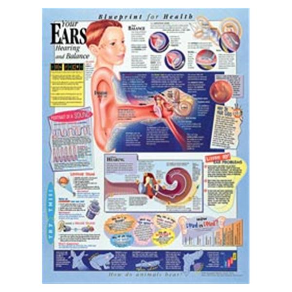 Wolters Kluwer Health  Chart Anatomical Blueprint for Health Your Ears 20x26" EA