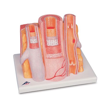 3B MICROanatomy Artery and Vein Model 3B MICROanatomy Artery and Vein Model - 14 Times Enlarged