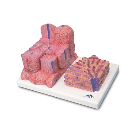 3B MICROanatomy Liver Model