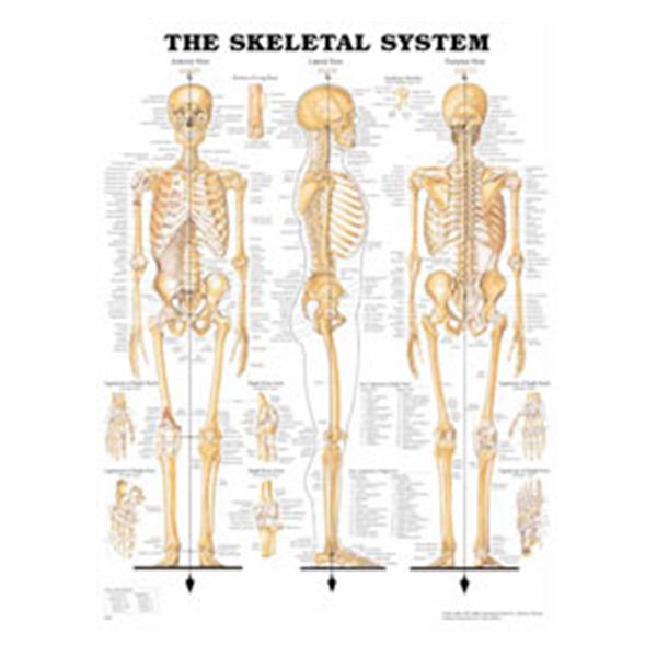 Wolters Kluwer Health  Chart Anatomical The Skeletal System 20x26" EA (9781587796821)