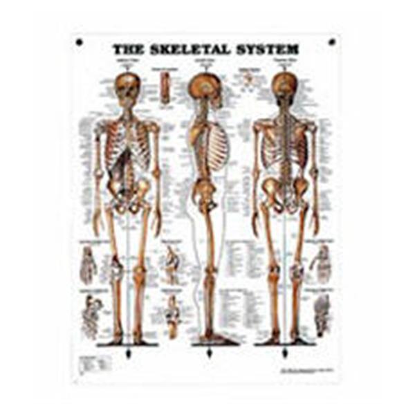 Nasco Company Chart Set Anatomical Systems 20x26