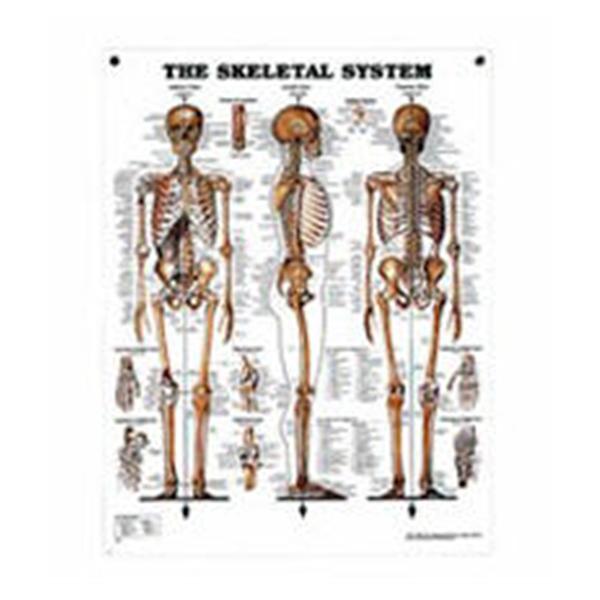 Nasco Company Chart Set Anatomical Systems 20x26" Ea