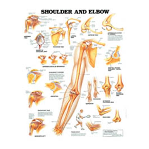 Wolters Kluwer Health  Chart Anatomical Shoulder And Elbow 20x26" Ea (9781587796852)