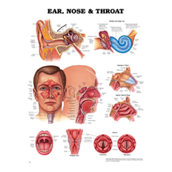 Wolters Kluwer Health  Chart Anatomical Ears/Nose/Throat 20x26" EA (9781587791154)