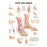 Wolters Kluwer Health  Chart Anatomical Foot And Ankle 20x26" EA (9781587796869)