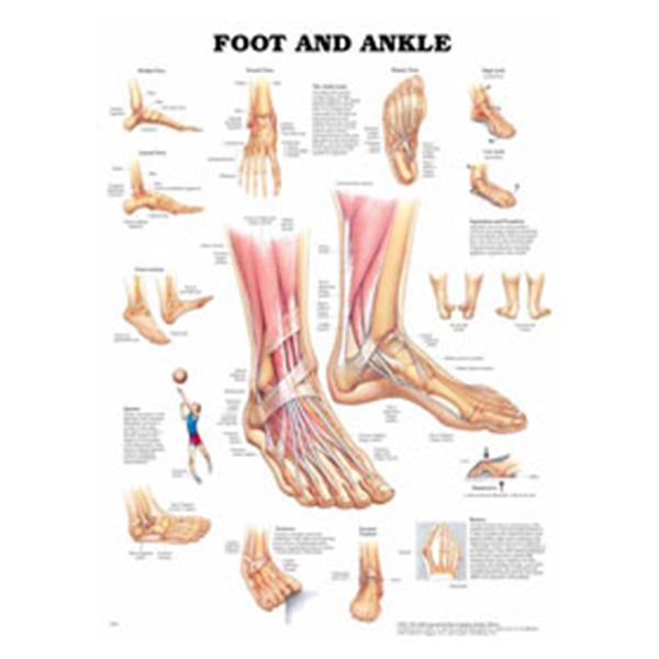 Wolters Kluwer Health  Chart Anatomical Foot And Ankle 20x26" EA (9781587796869)