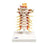 Wolters Kluwer Health  Model Cervical Vertebral EA