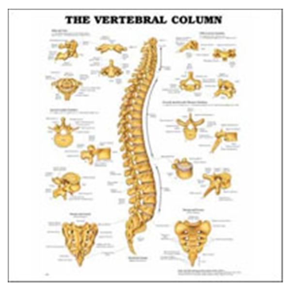 Wolters Kluwer Health  Chart Anatomical Vertebral Column 20x26" Ea (9781587792106)