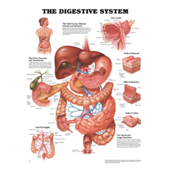 Wolters Kluwer Health  Chart Anatomical The Digestive System 20x26" Ea