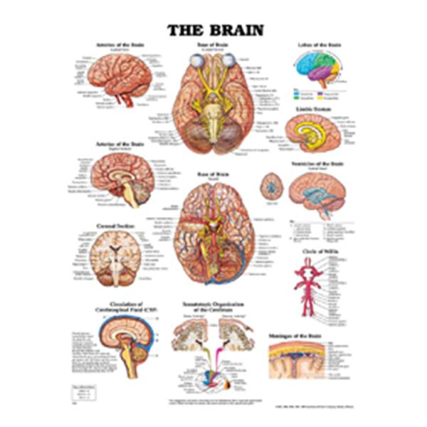 Wolters Kluwer Health  Chart Anatomical Brain 20x26" EA (9781587791055)