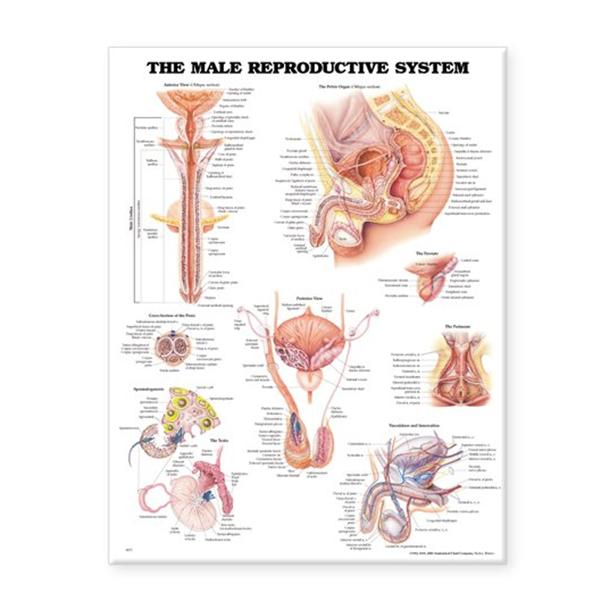 Wolters Kluwer Health  Chart Anatomical The Male Reproductive System 20x26" EA