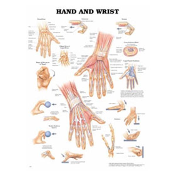 Wolters Kluwer Health  Chart Anatomical Hand And Wrist 20x26" EA (9781587796944)