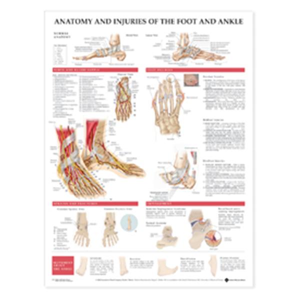 Wolters Kluwer Health  Chart Anatomical Antmy/Injr Ft/Ank 20x26" Ea (9781587798382)