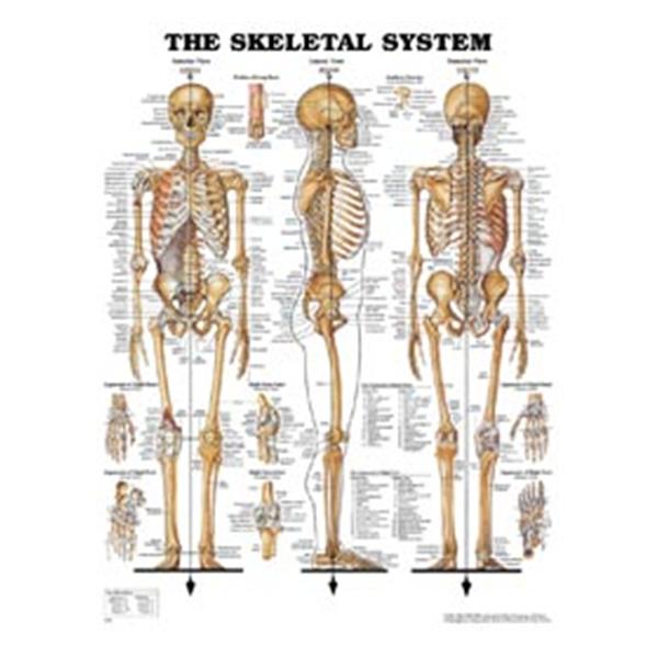 Wolters Kluwer Health  Chart Anatomical Skeletal System 20x26" Ea