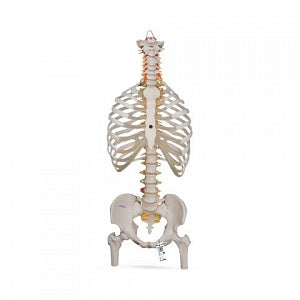 American 3B Scientific Classic Flexible Human Spine Models - MODEL, SPINE, FLEXIBLE, CLASSIC - 1000120