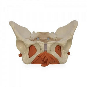 American 3B Scientific Female Pelvis Model - Educational Musculature Pelvic Model, Female with Floor - 1019420