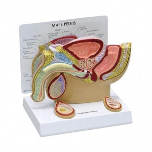 American Scientific 3B Male Pelvis Model with Testicles - MODEL, MALE PELVIS, TESTICULAR CANCER - 1019565