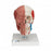 American 3B Scientific Human Skull Model with Facial Muscles - MODEL, SKULL, FACIAL, MUSCLES - 1020181