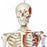 American 3B Scientific Skeleton Model - Hanging Skeleton Model with Painted Muscles, "MAX" - A11/1