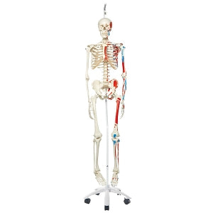 American 3B Scientific Skeleton Model - Hanging Skeleton Model with Painted Muscles, "MAX" - A11/1