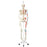 American 3B Scientific Skeleton Model - Hanging Skeleton Model with Painted Muscles, "MAX" - A11/1