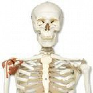 American 3B Scientific Skeleton Model - Human Skeleton Model with Ligaments, "LEO" - A12