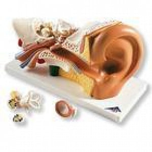 American 3B Ear 3 Times Life Size 4 Part - Ear Model, 3 Times Life Size, 4-Part - E10