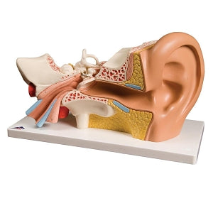 American 3B Ear 3 Times Life Size 4 Part - Ear Model, 3 Times Life Size, 4-Part - E10