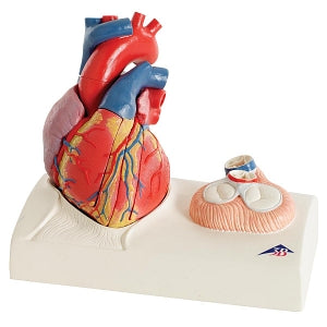 American 3B Magnetic Heart Model (5PC) - Heart Model, Magnetic, 5 Parts - G01